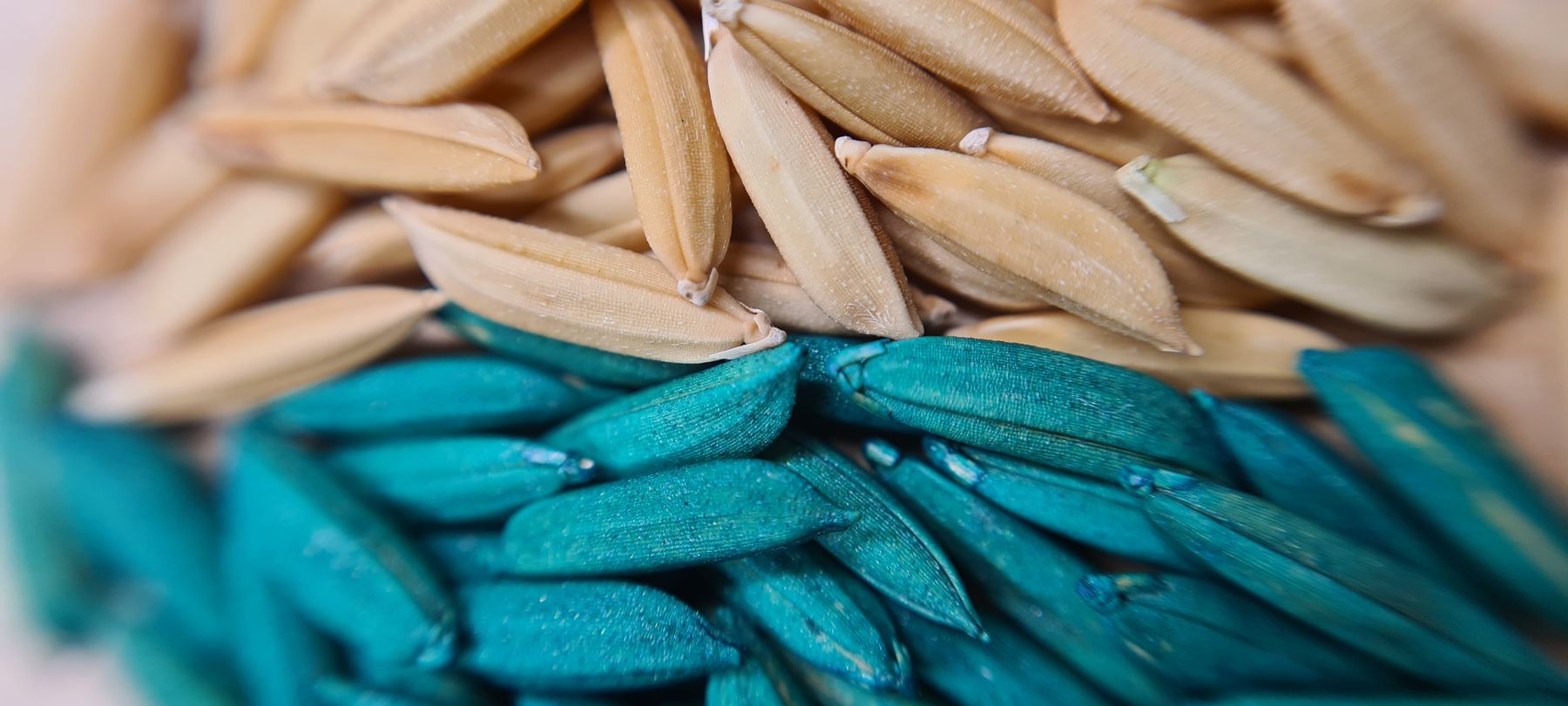Sementes de arroz sem tratamento, em tom palha, ao lado de sementes tratadas, em azul-esverdeado